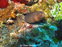 Taken on the Columbia Shallows in Cozumel, MX by Cheri Denn 
